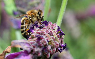 micro shot photography of black and brown bee